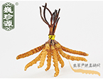 xĲ2.2l/ ڲ x؛r286Ԫ/