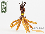 xĲ2l/ ڲ x؛r306Ԫ/